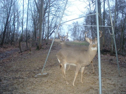 Two big whitetail bucks