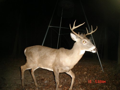 Eight point buck