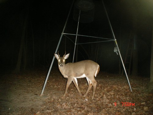 Five point buck