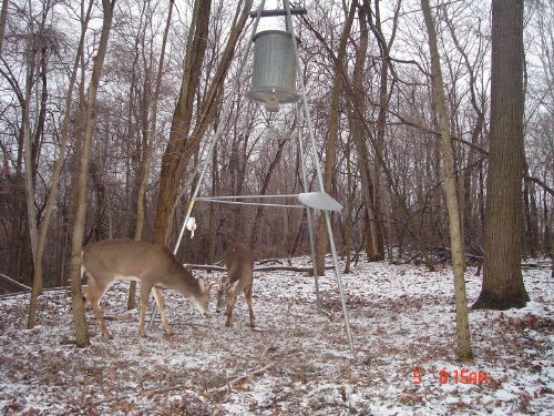 Fighting Whitetail Bucks