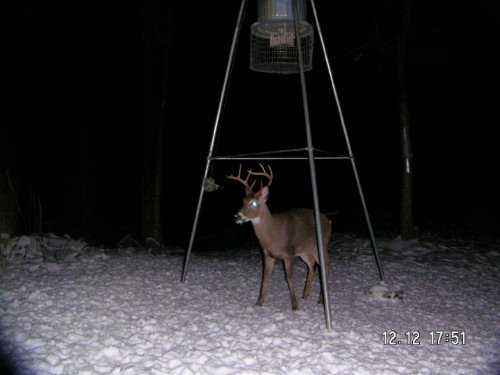 nine point whitetail buck