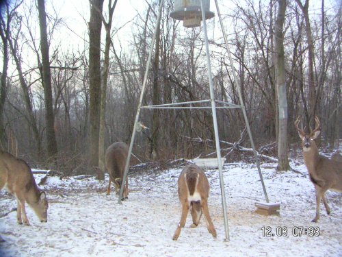 Nine point whitetail