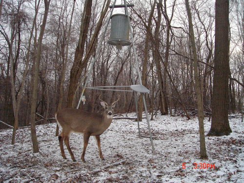 Six point buck