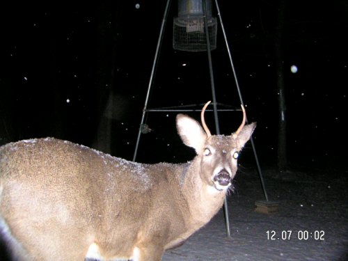 60 pound spike deer