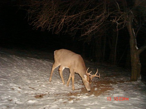 Eight point buck