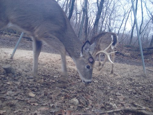 Half shed buck