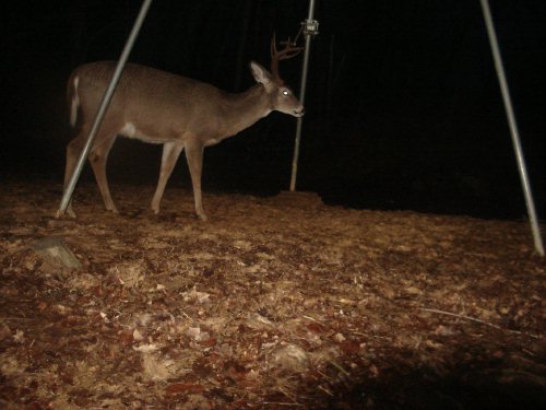 Tall racked eight point buck