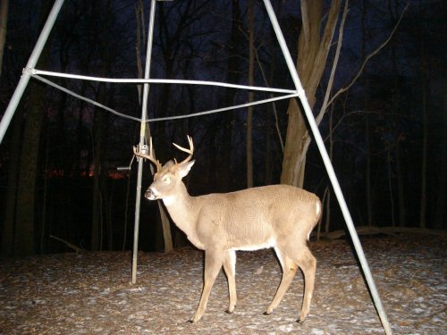 Wide rack eight point buck