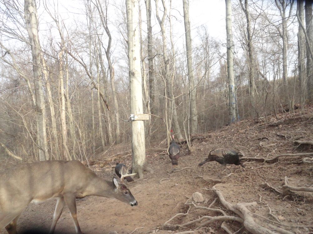 Dec 2022 Left Antler Buck