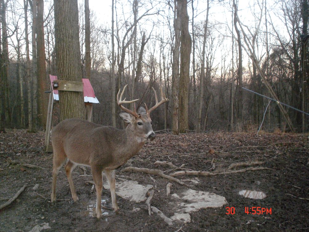 Dec 2022 Ten Point Buck