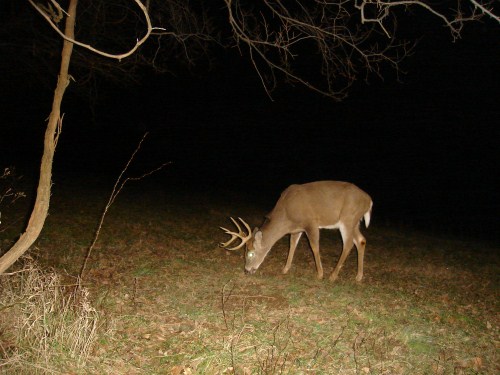 Big nine point buck