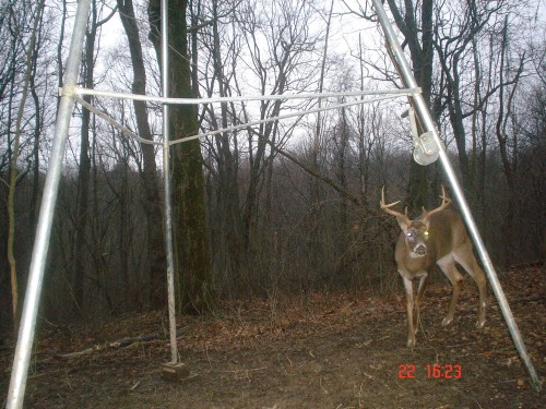 Seven point buck