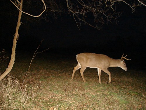 Eight point buck with one shed antler