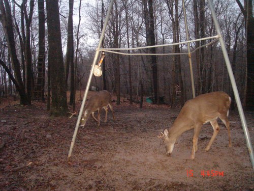 Ten point buck with a shed antler