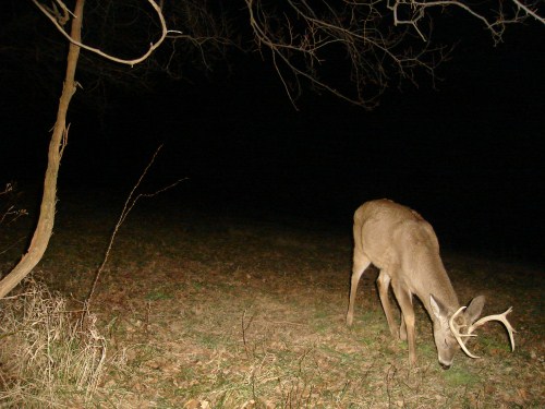 Young whitetail buck