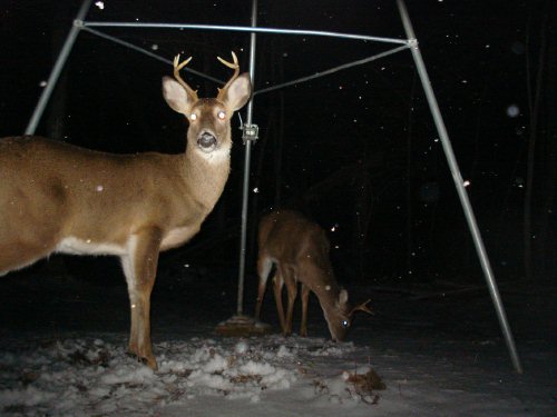 Eight point buck