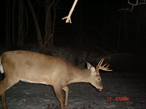 Eight point whitetail buck