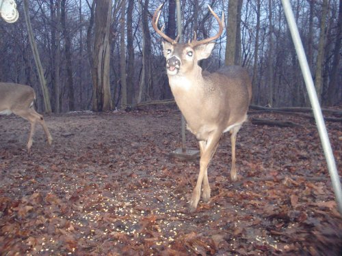 Nine Point Buck