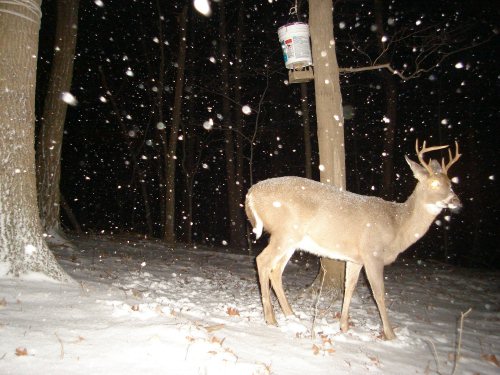 Non-typical eight point buck