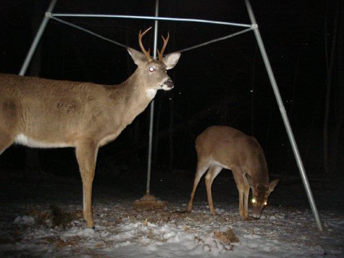 Six point buck