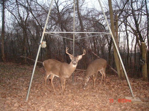 Eight point buck