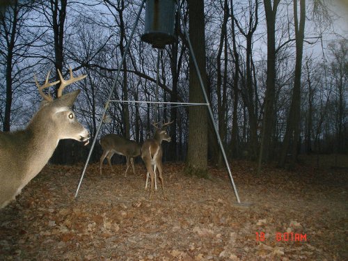 Nine point whitetail buck