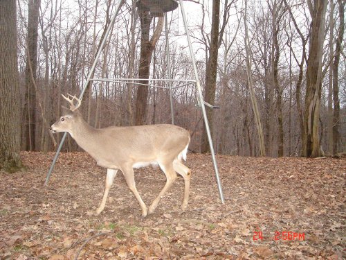 Seven point buck