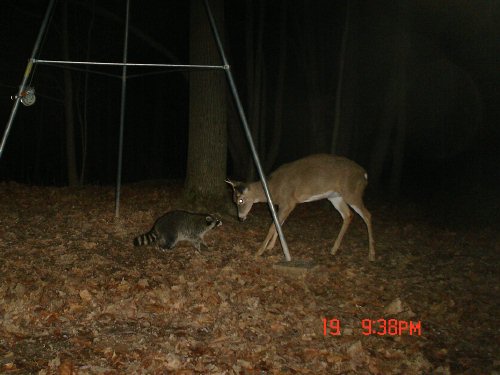 Spike raccoon standoff