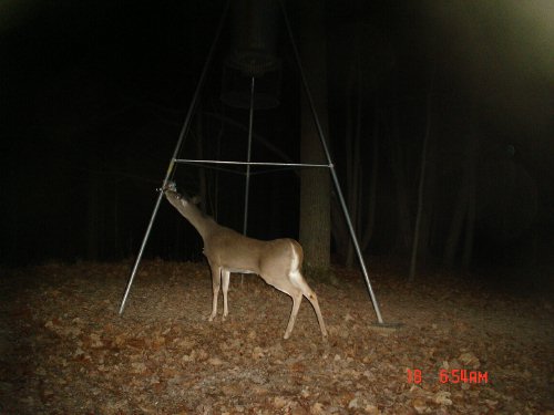 Stretching whitetail deer