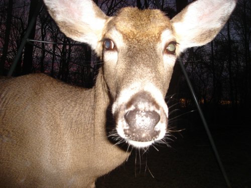 Deer close up