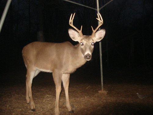 Eight point buck