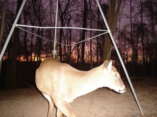 Buck and morning sky