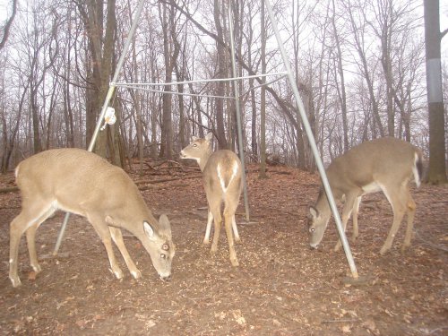 Three shed antler bucks