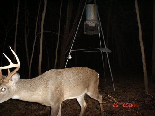 Eight point buck