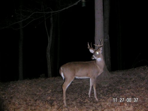 Nine point whitetal buck