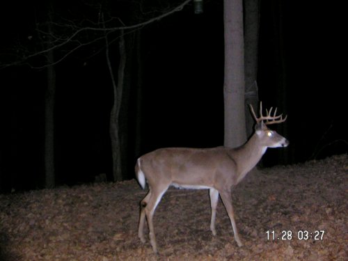 Nine point whitetail buck