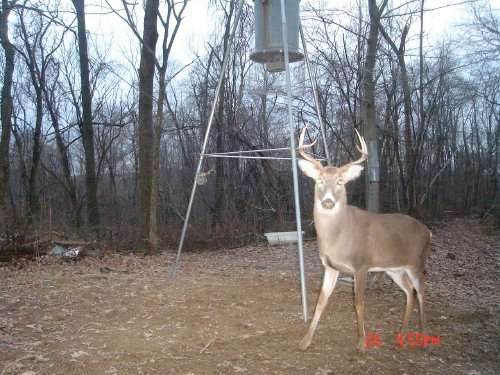 Seven point whitetail buck