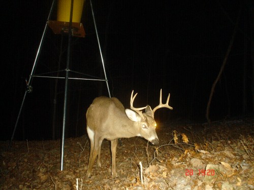 Eight point buck