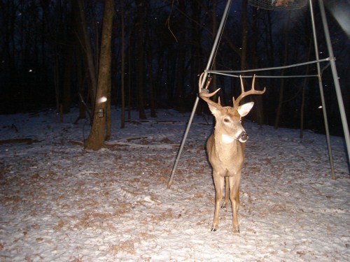 Big eight point buck