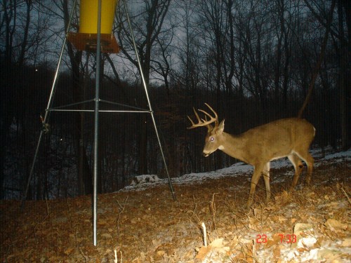 Big nine point buck