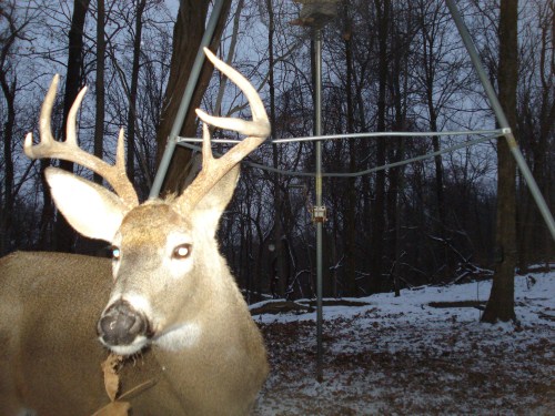 Eight point buck