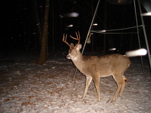 Buck with high rack