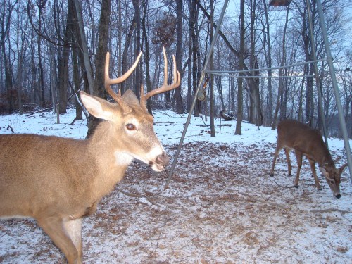 Seven Point Buck