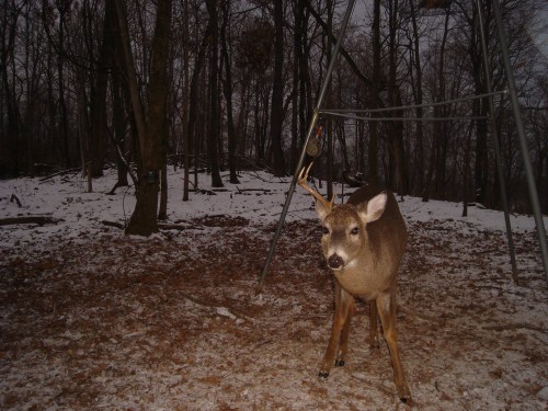 Buck with a shed antler