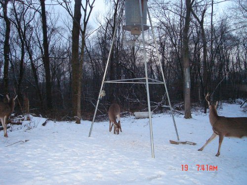 9 point whitetail buck with one antler