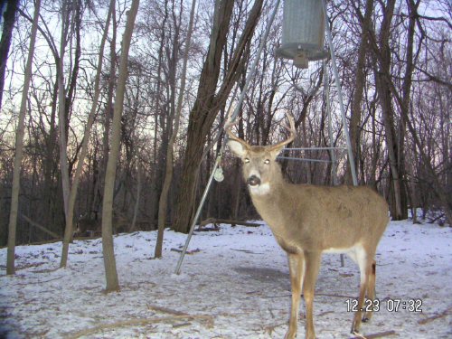 seven point whitetail buck