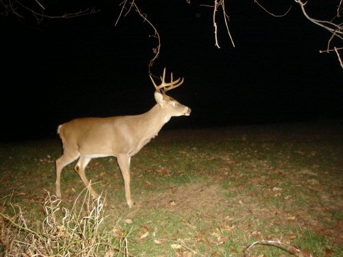 Eight point buck