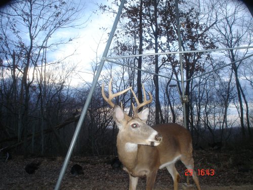 Eight point buck