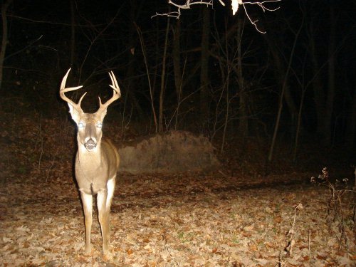 Nine point buck