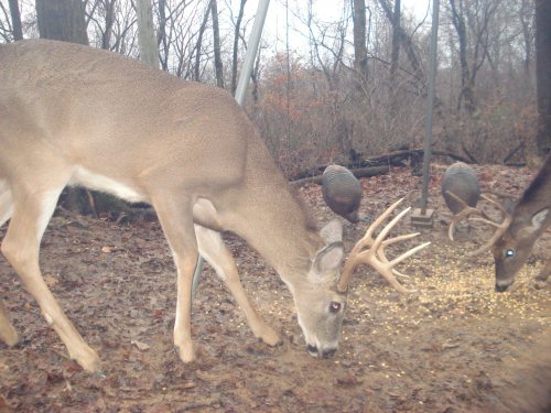 Two whitetail bucks